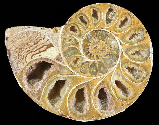 Sliced, Agatized Ammonite Fossil (Half) - Jurassic #54055